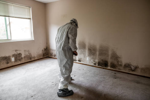 Mold Removal and Inspection in Redington Shores, FL