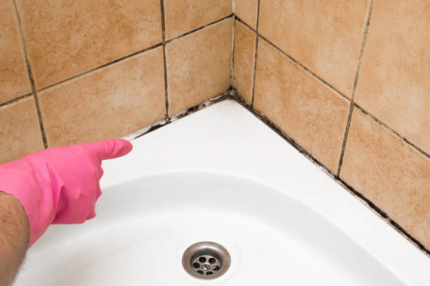 Best Professional Mold Removal  in Redington Shores, FL